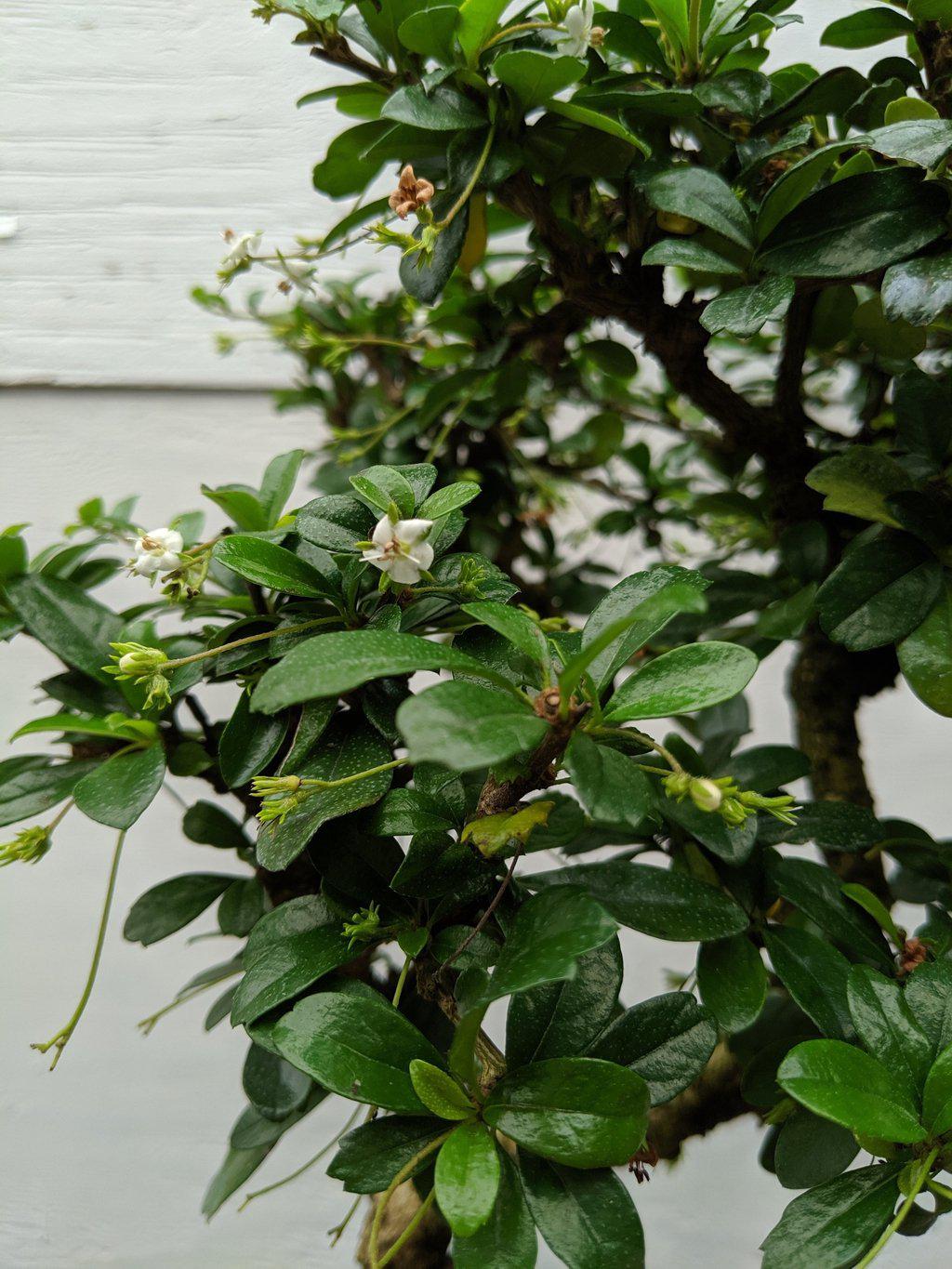 Fukien Tea Bonsai Tree - Large Curved Trunk Style