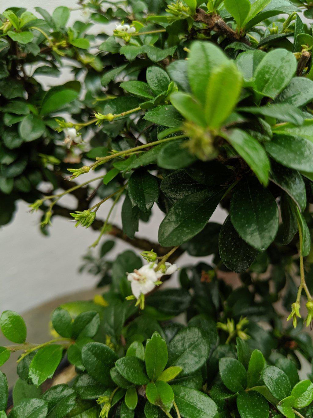 Fukien Tea Bonsai Tree - Large Curved Trunk Style