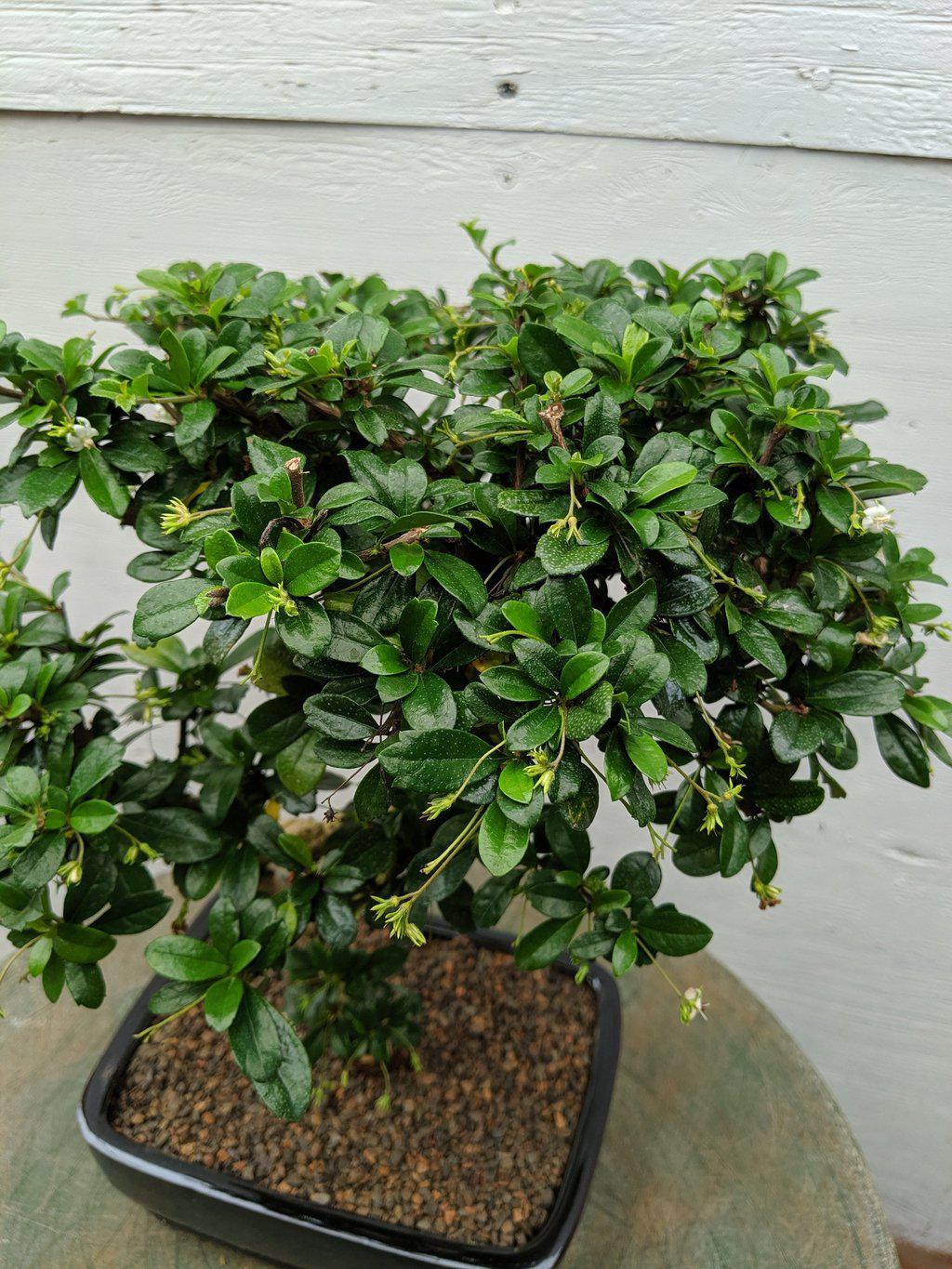 Fukien Tea Bonsai Tree - Large Curved Trunk Style