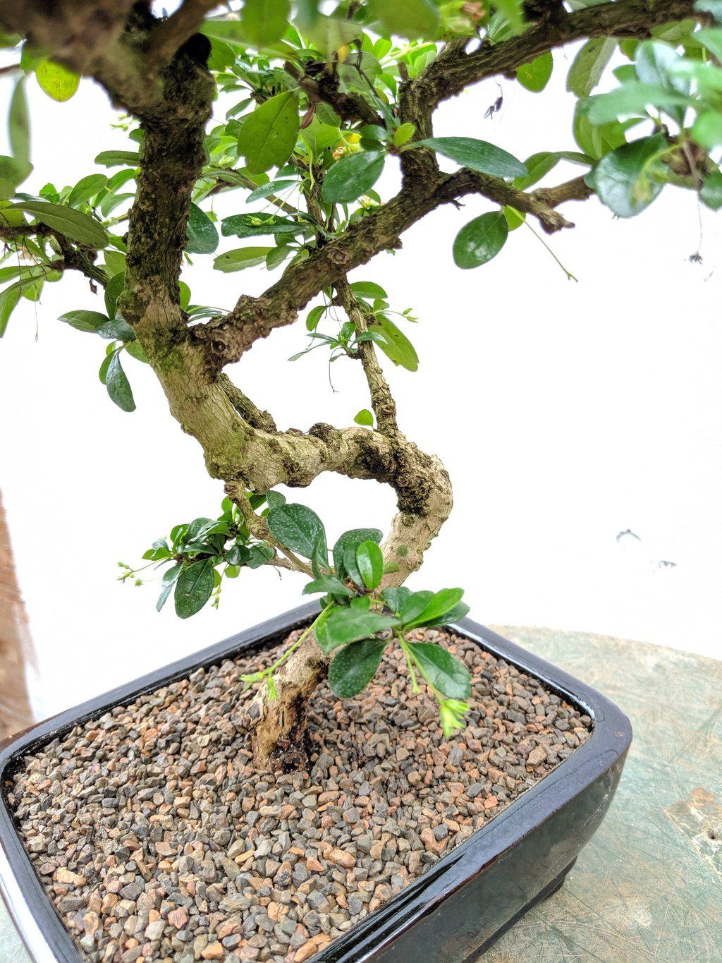 Fukien Tea Bonsai Tree - Large Curved Trunk Style