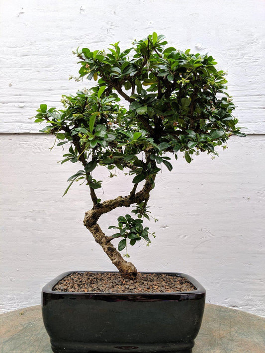 Fukien Tea Bonsai Tree - Large Curved Trunk Style