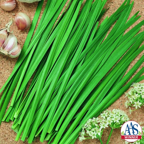 Garlic Chive Seeds, Geisha