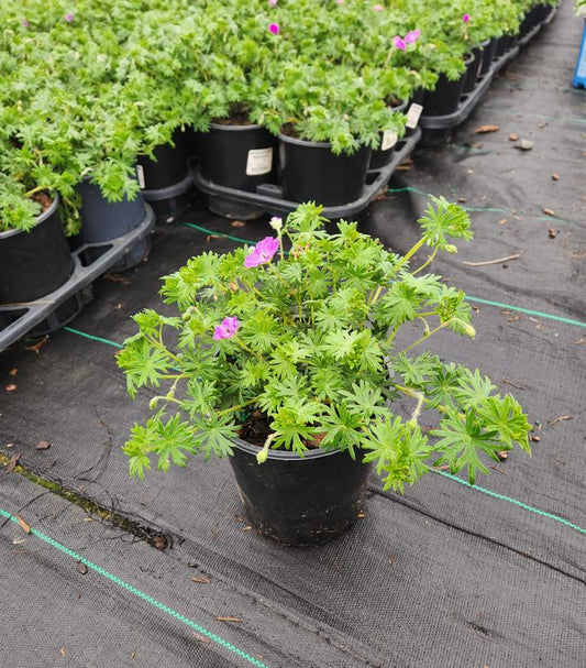 New Hampshire Cranesbill Geranium