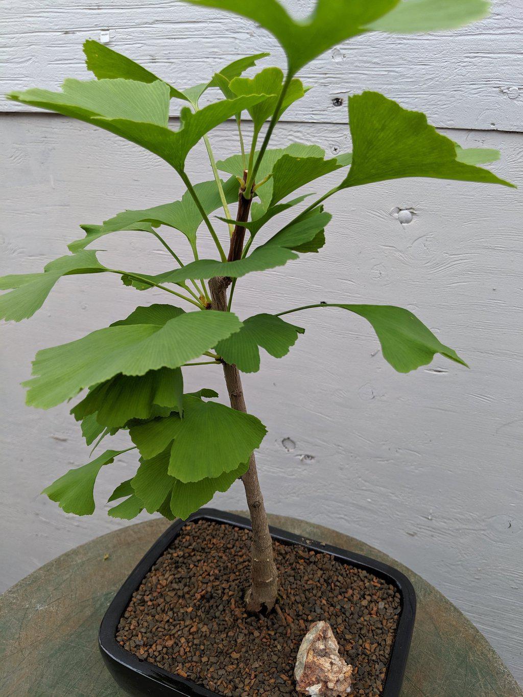 Ginkgo Bonsai Tree