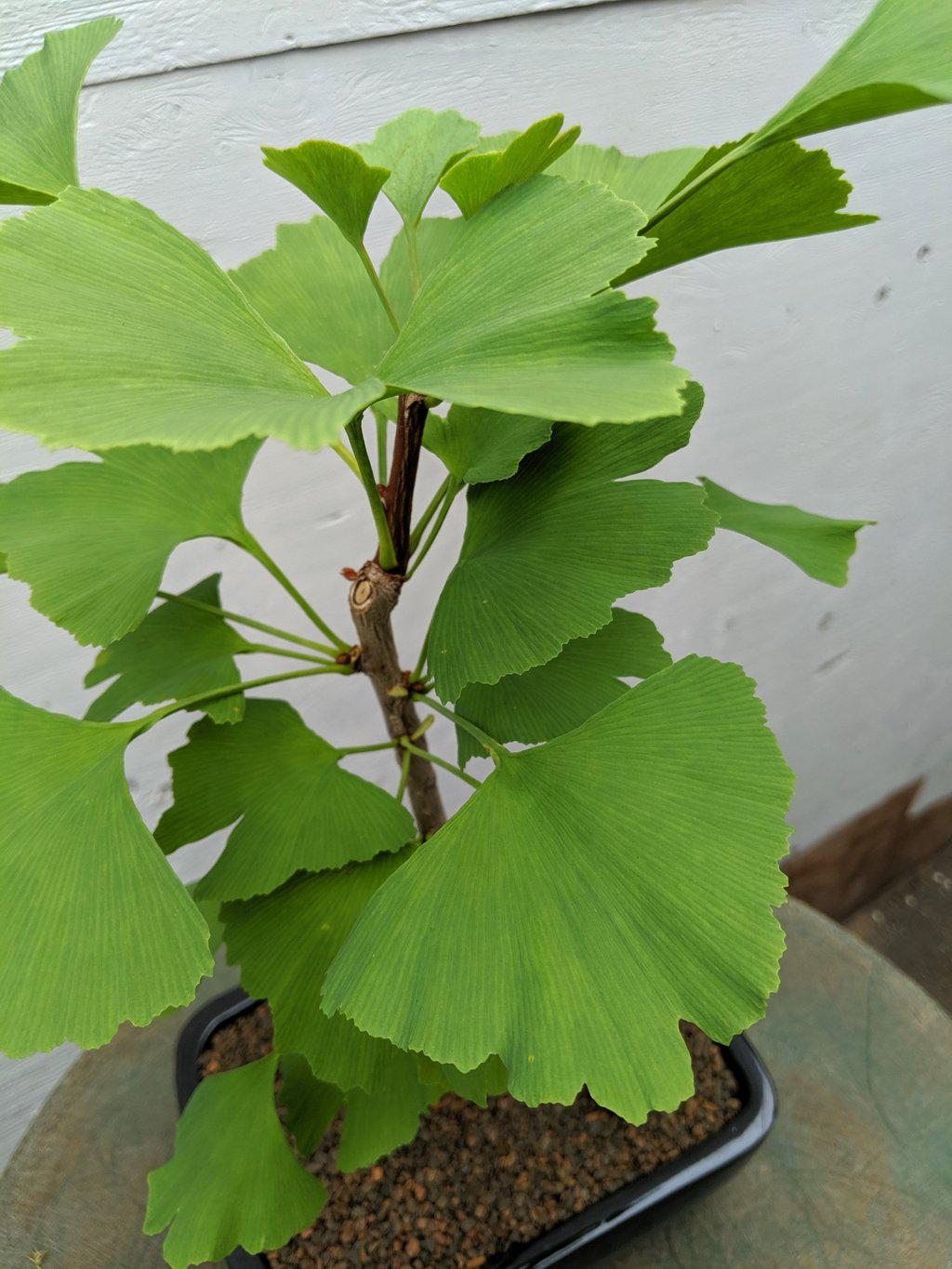 Ginkgo Bonsai Tree