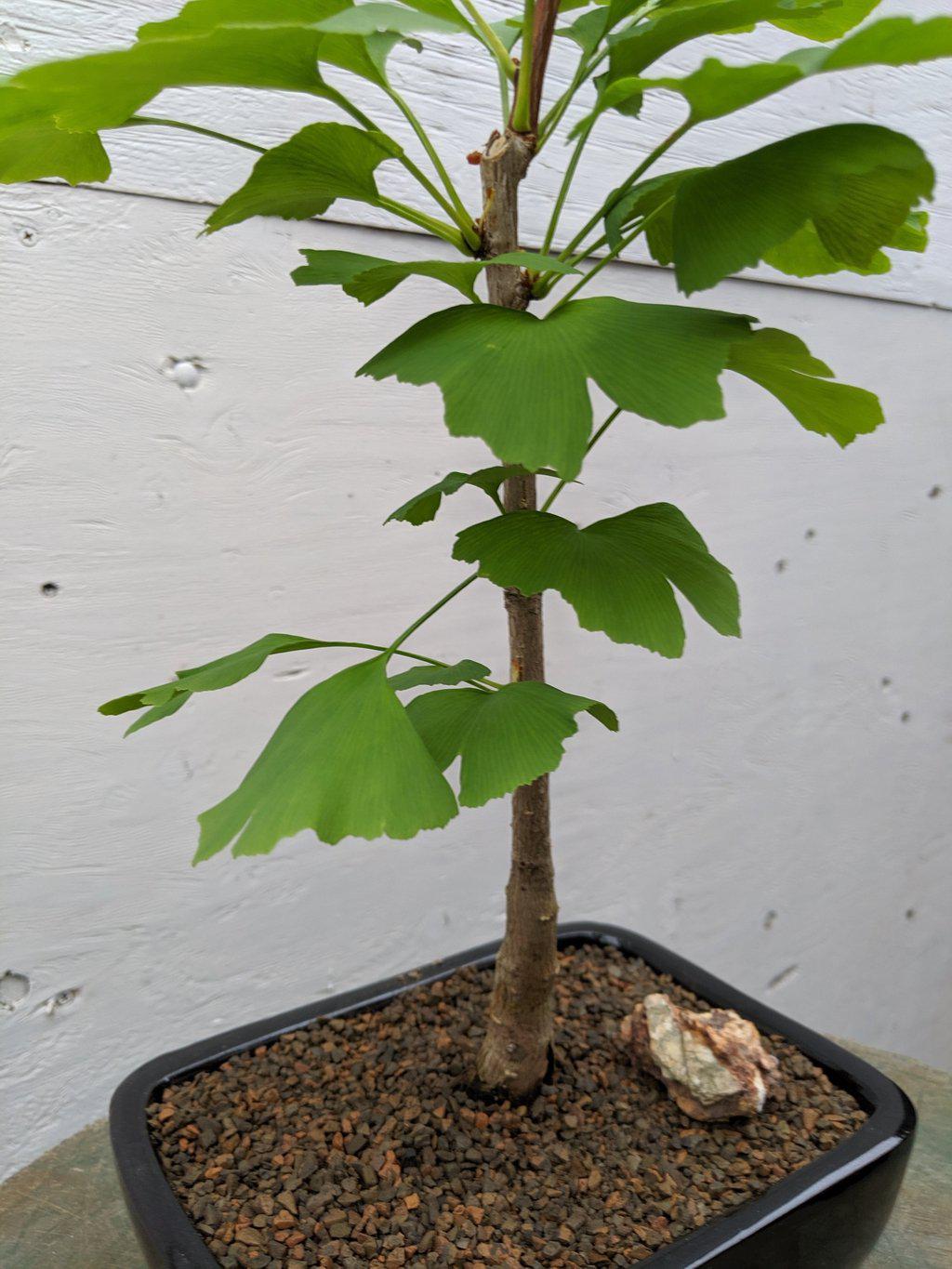 Ginkgo Bonsai Tree