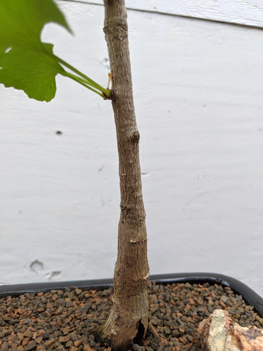 Ginkgo Bonsai Tree