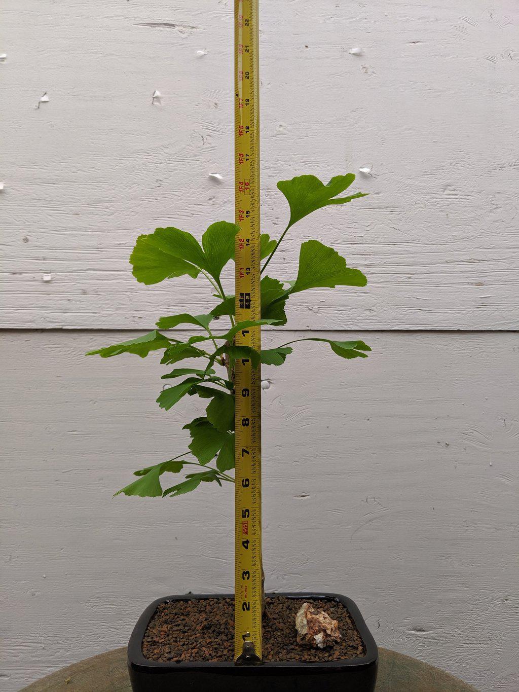 Ginkgo Bonsai Tree