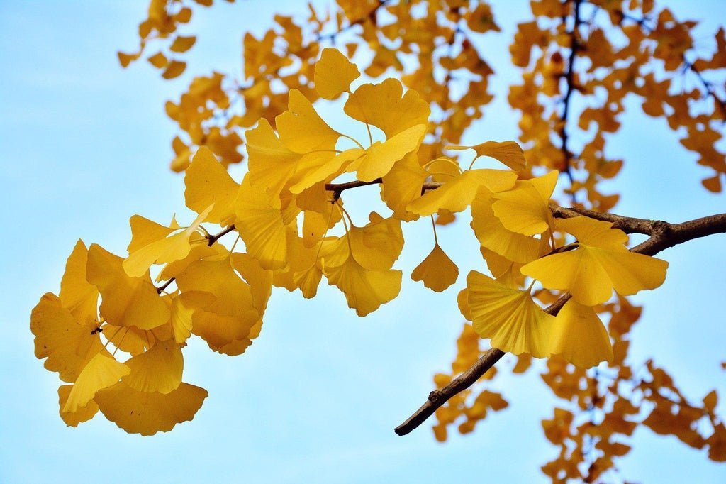 Ginkgo Bonsai Tree