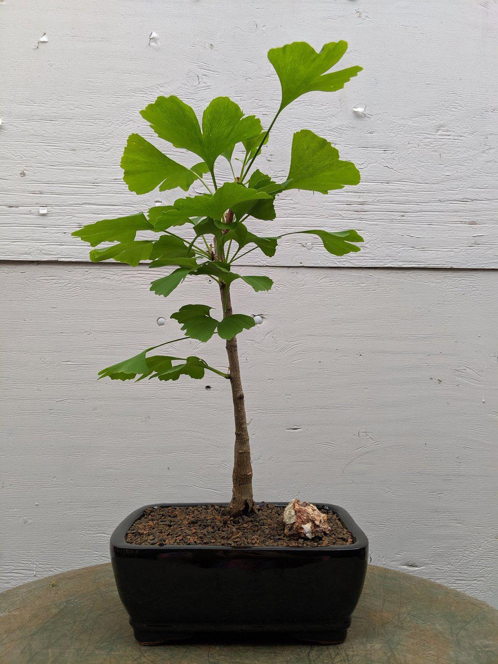 Ginkgo Bonsai Tree