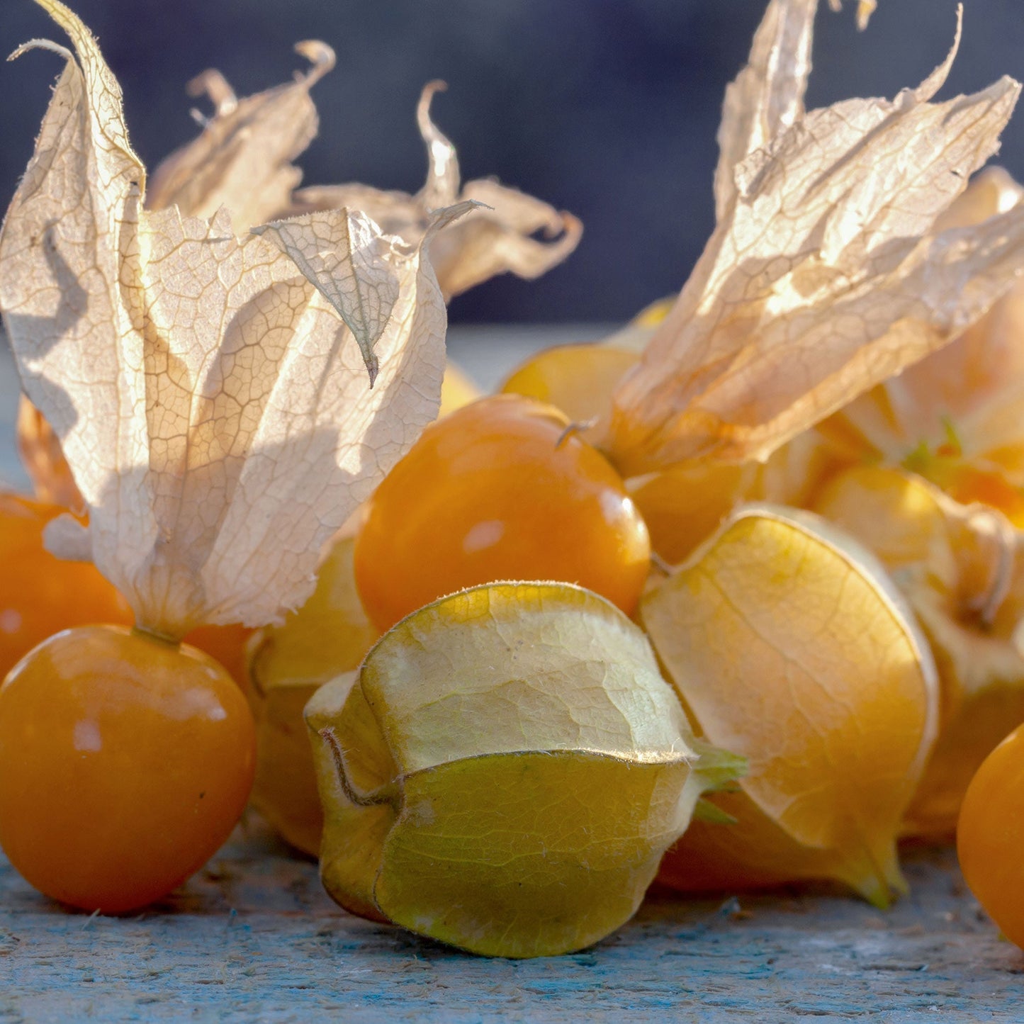 Goldie Husk Tomatillo Seeds