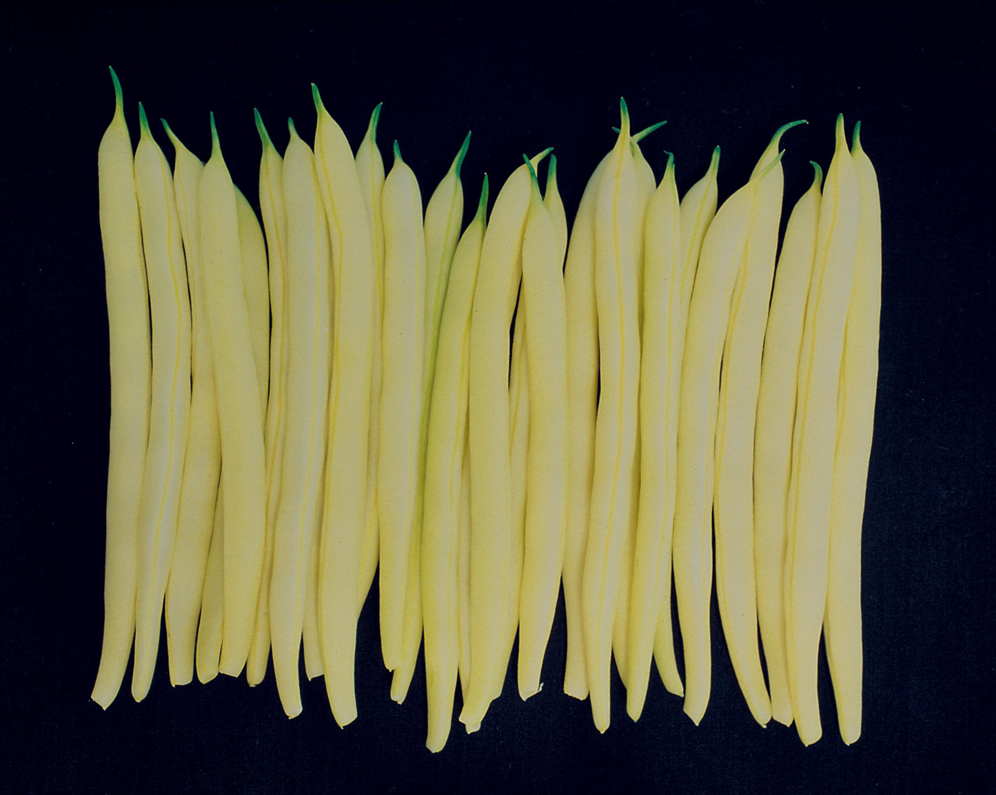 Gold Mine Wax Bean Seeds