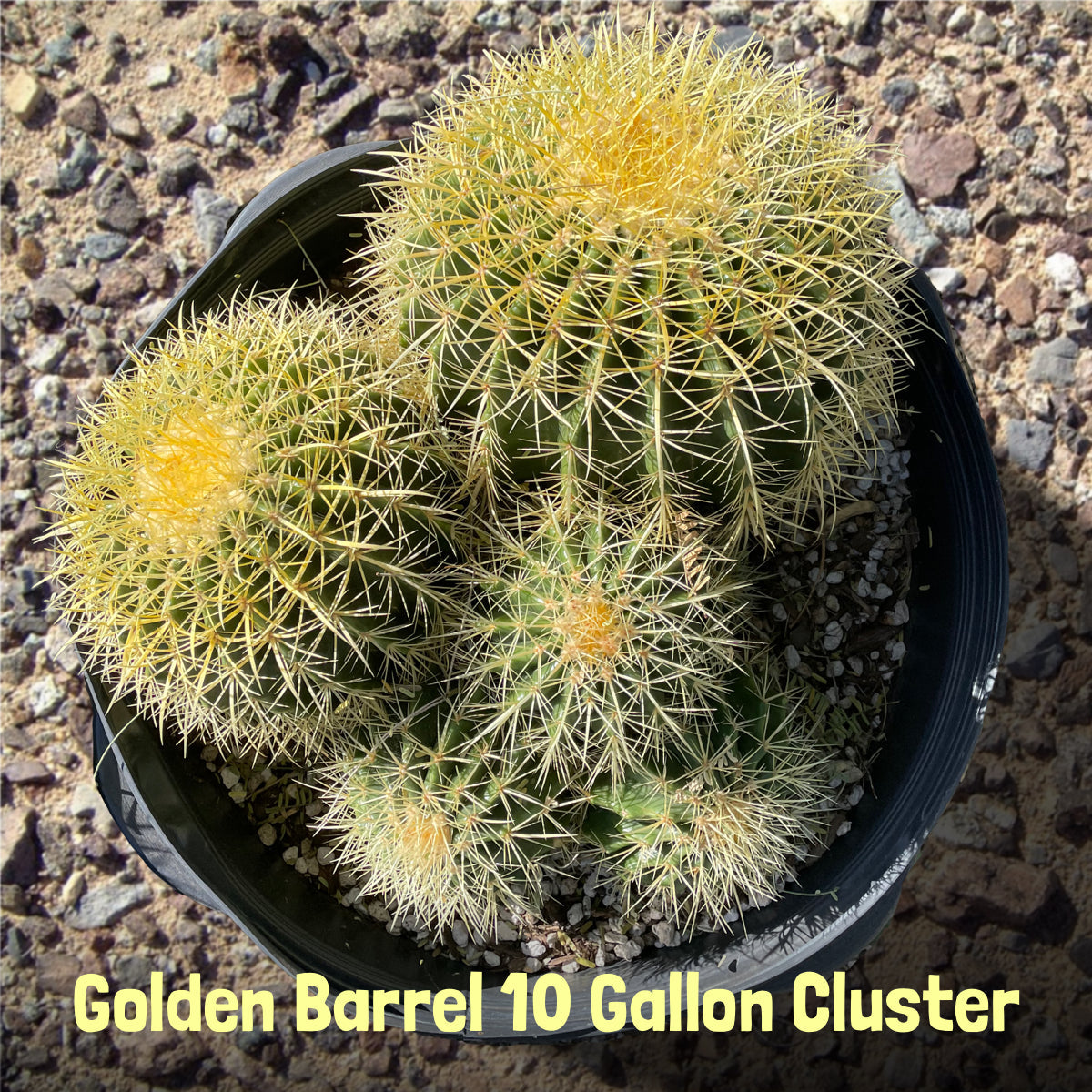 Golden Barrel