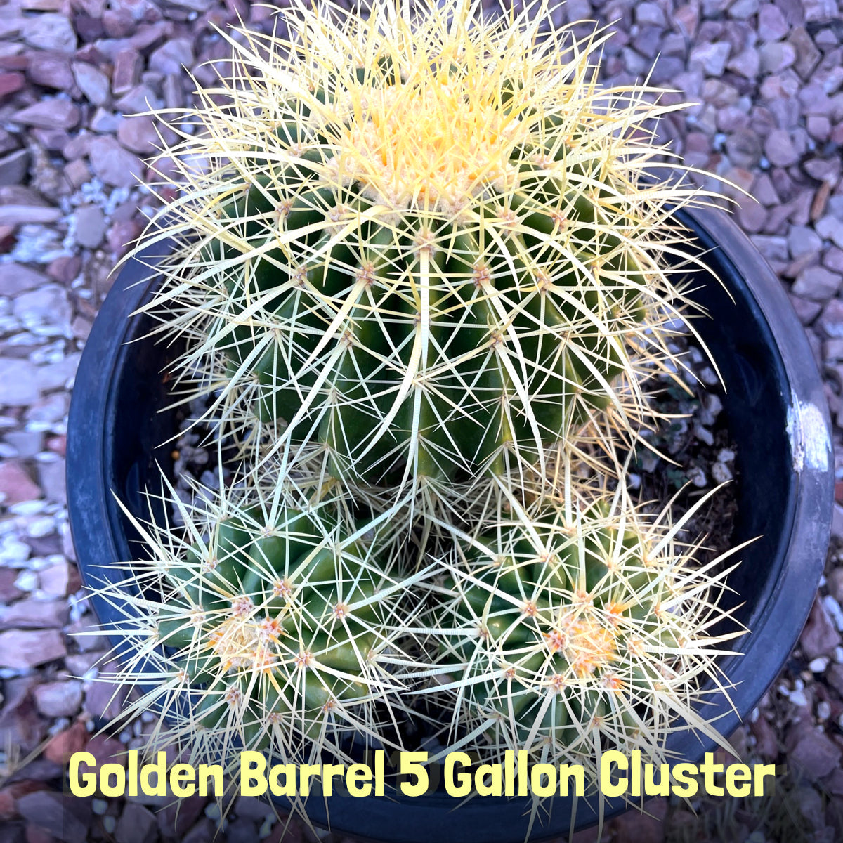 Golden Barrel