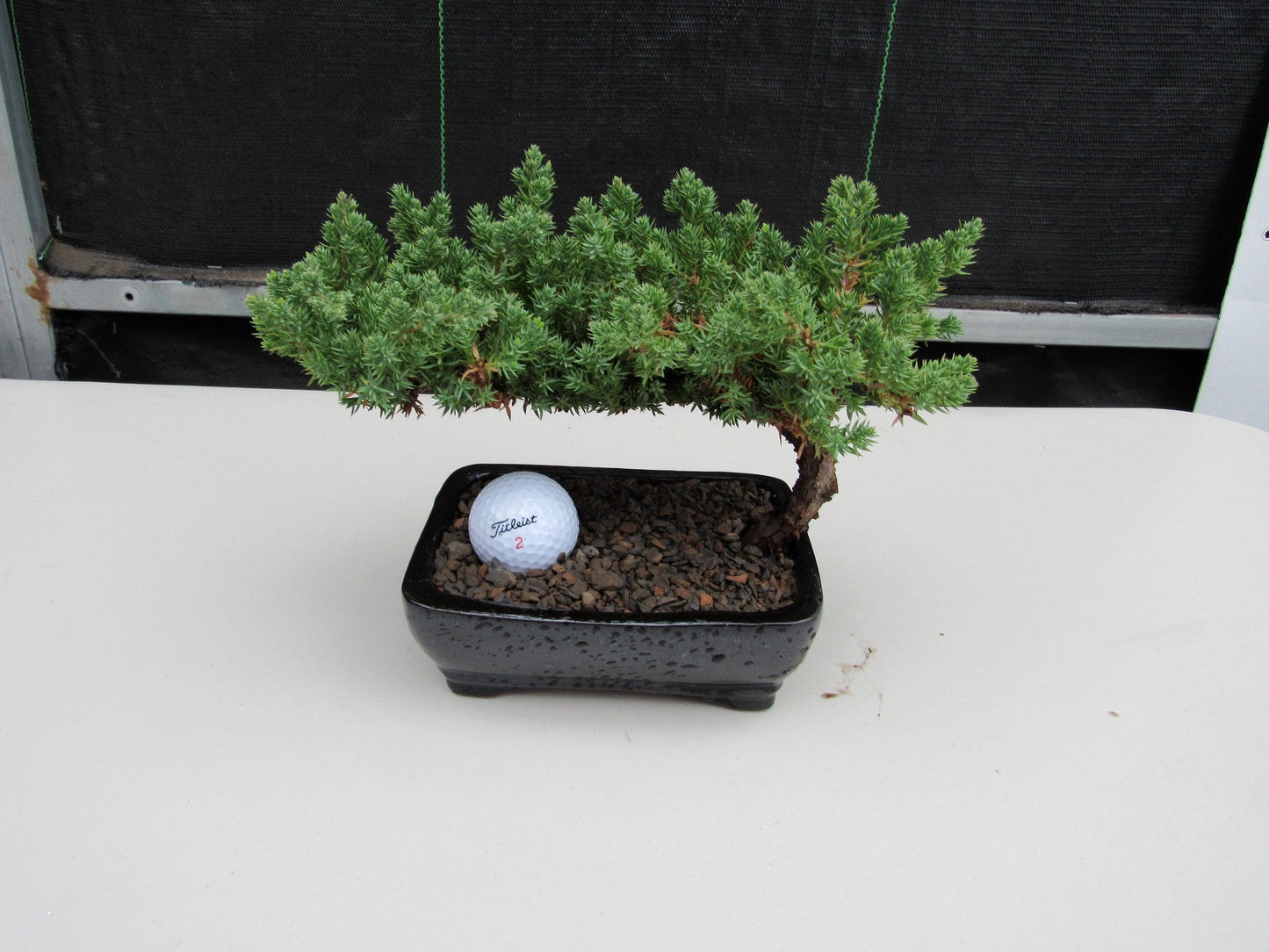 Golf Fan Juniper Bonsai Tree