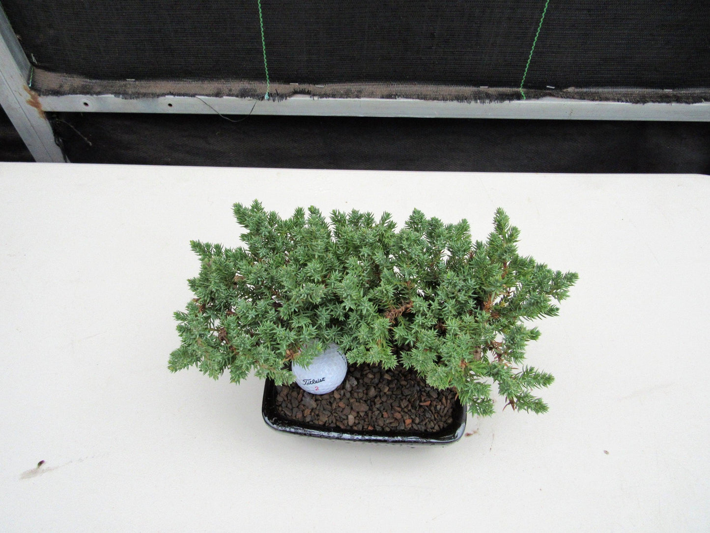 Golf Fan Juniper Bonsai Tree