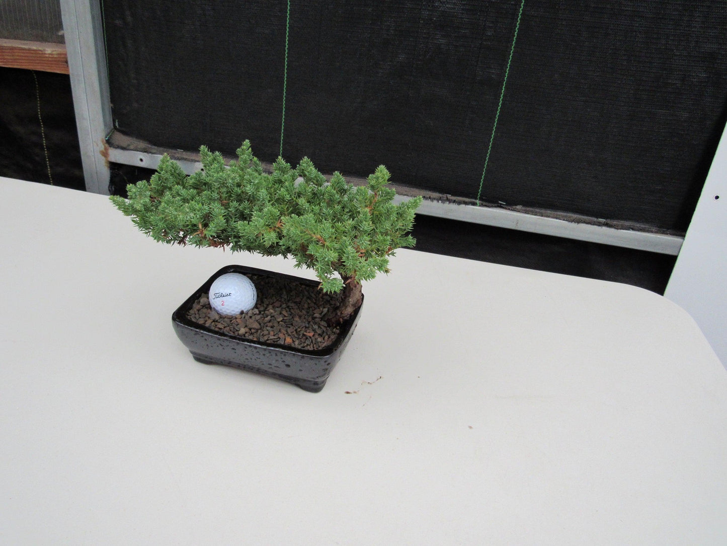 Golf Fan Juniper Bonsai Tree