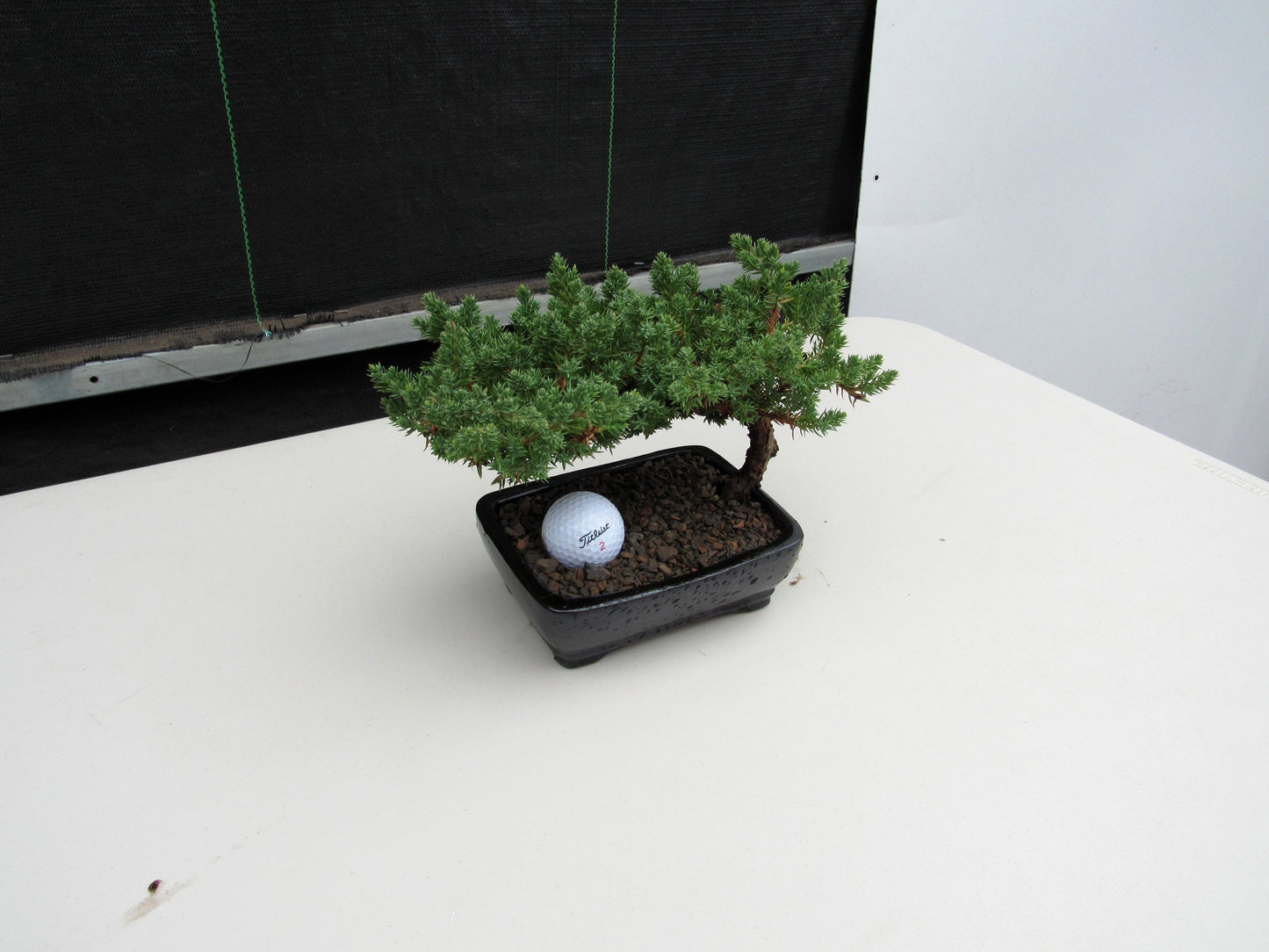 Golf Fan Juniper Bonsai Tree