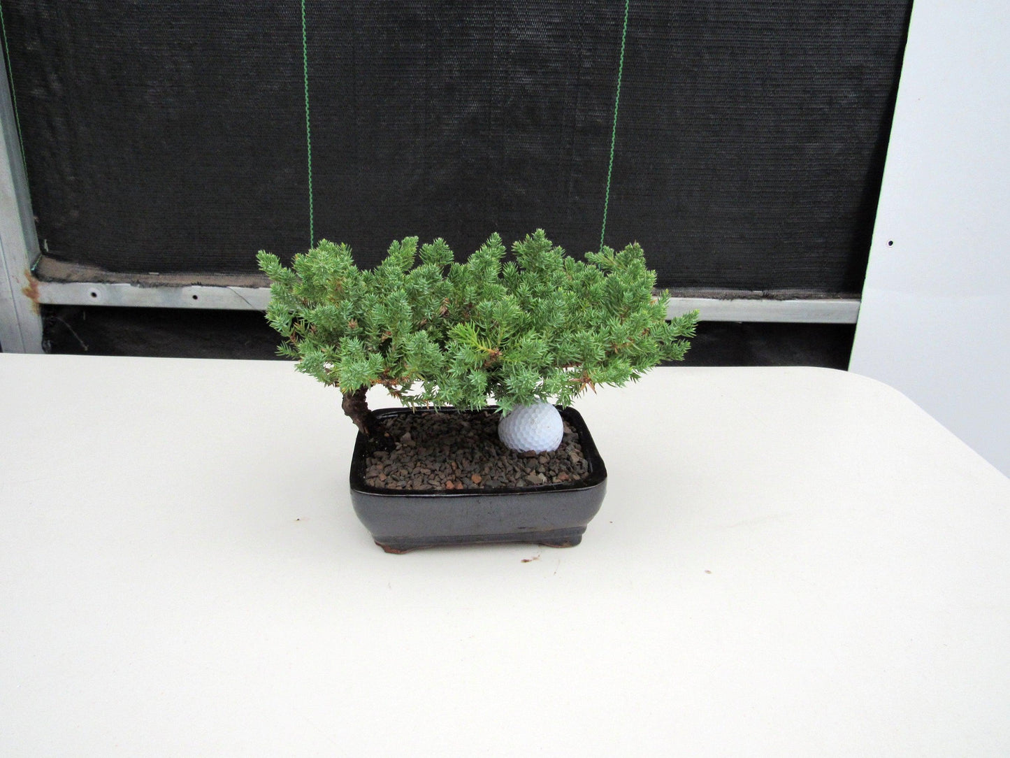 Golf Fan Juniper Bonsai Tree