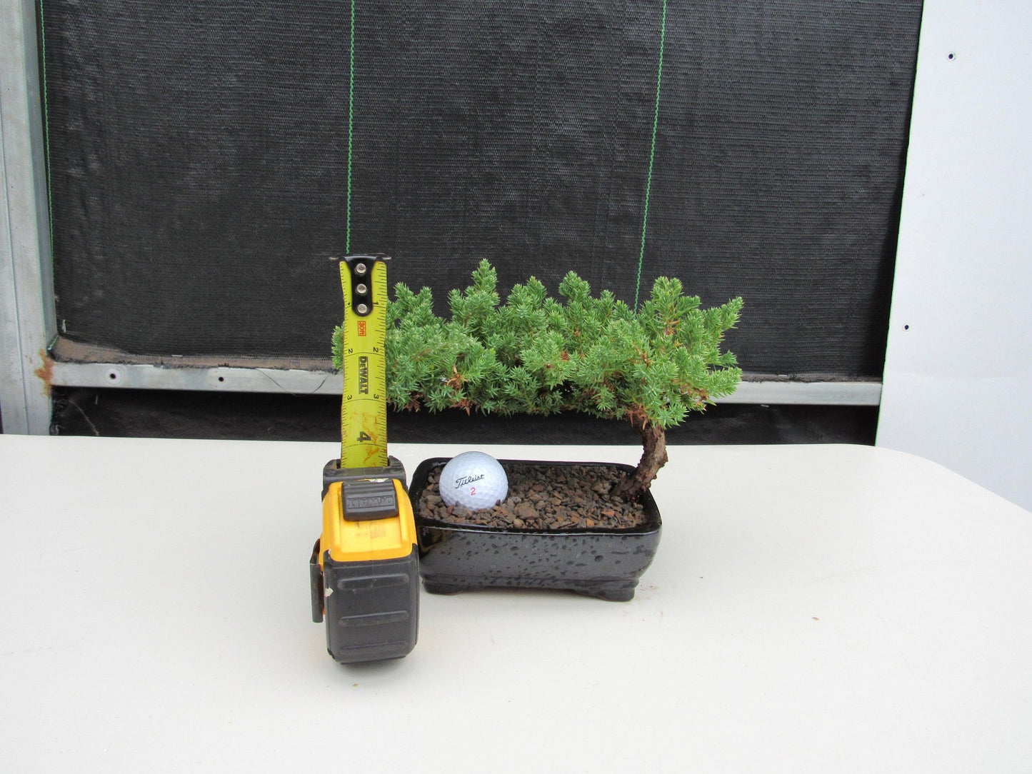 Golf Fan Juniper Bonsai Tree