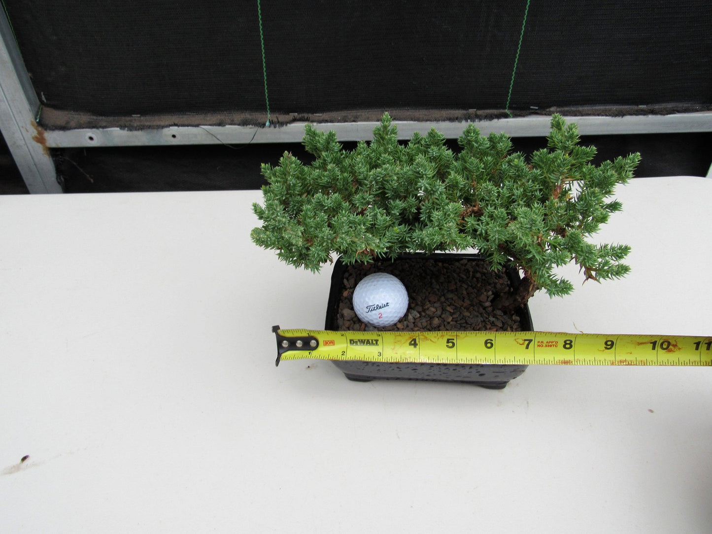 Golf Fan Juniper Bonsai Tree