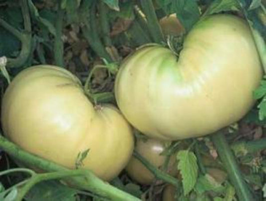 Great White Tomato Seeds