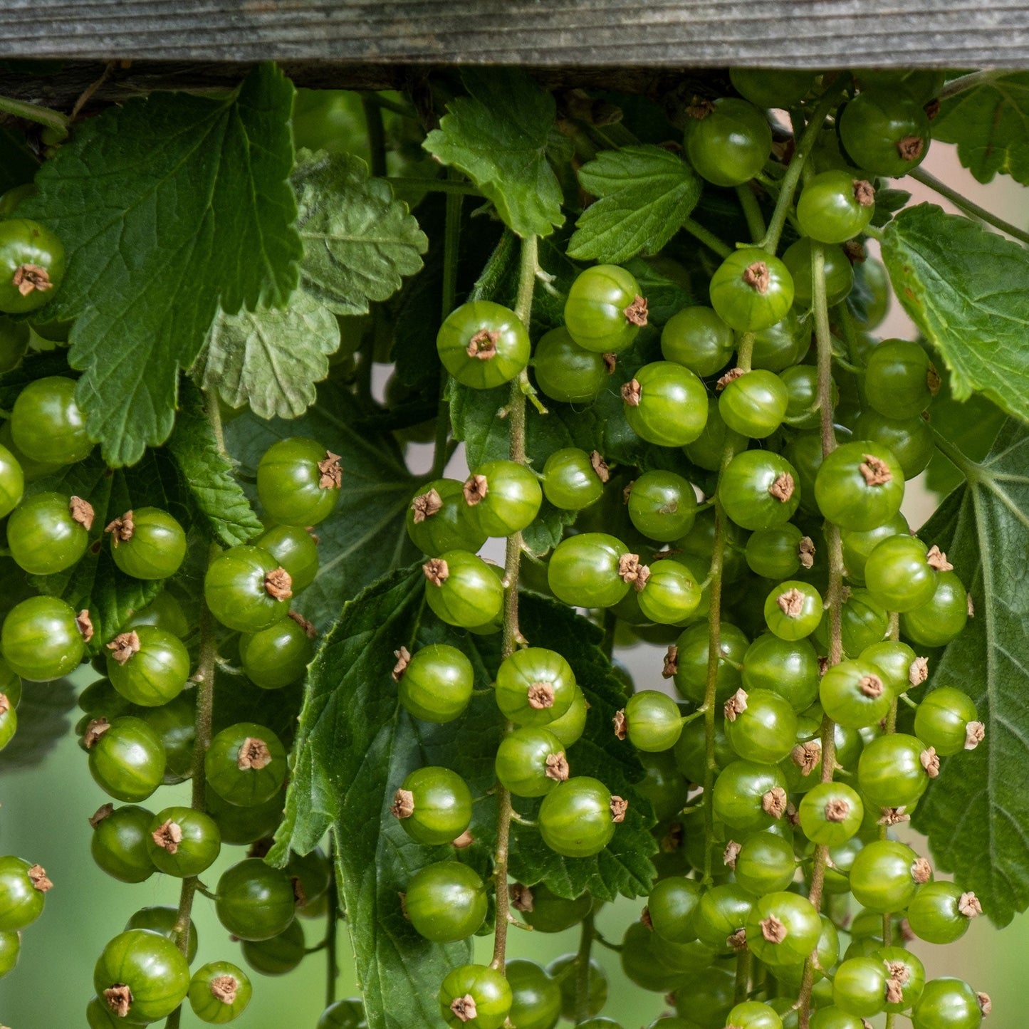 Green Grape Tomato Seeds