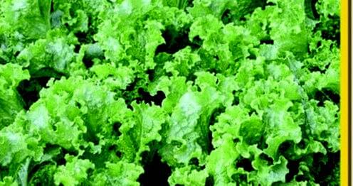 Green Salad Bowl Lettuce Seeds