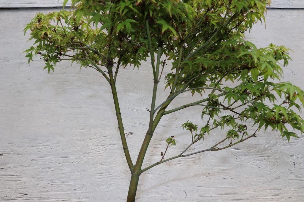 Green Japanese Maple Bonsai Tree