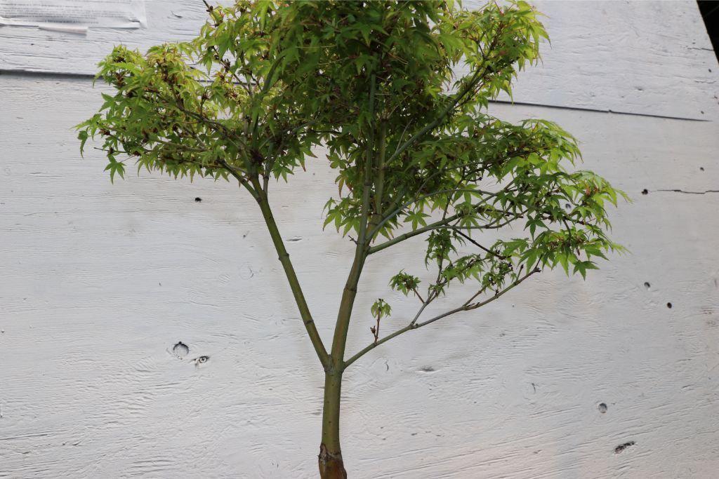 Green Japanese Maple Bonsai Tree