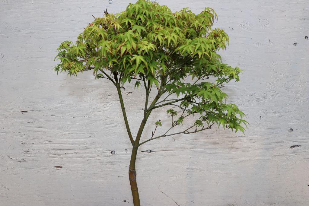 Green Japanese Maple Bonsai Tree