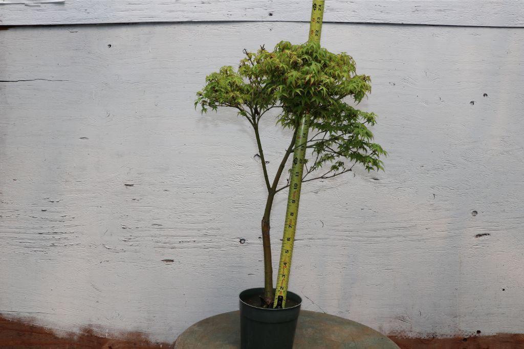 Green Japanese Maple Bonsai Tree