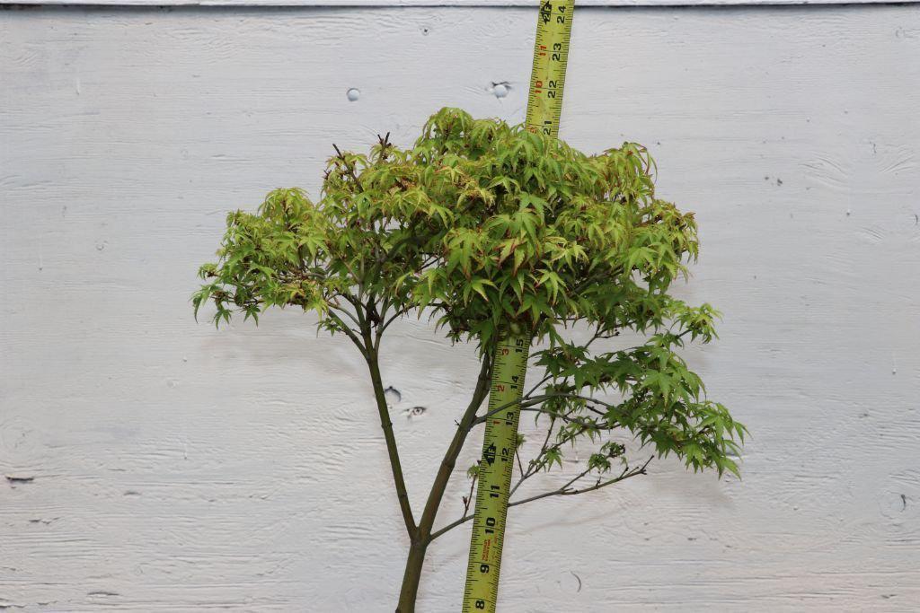 Green Japanese Maple Bonsai Tree