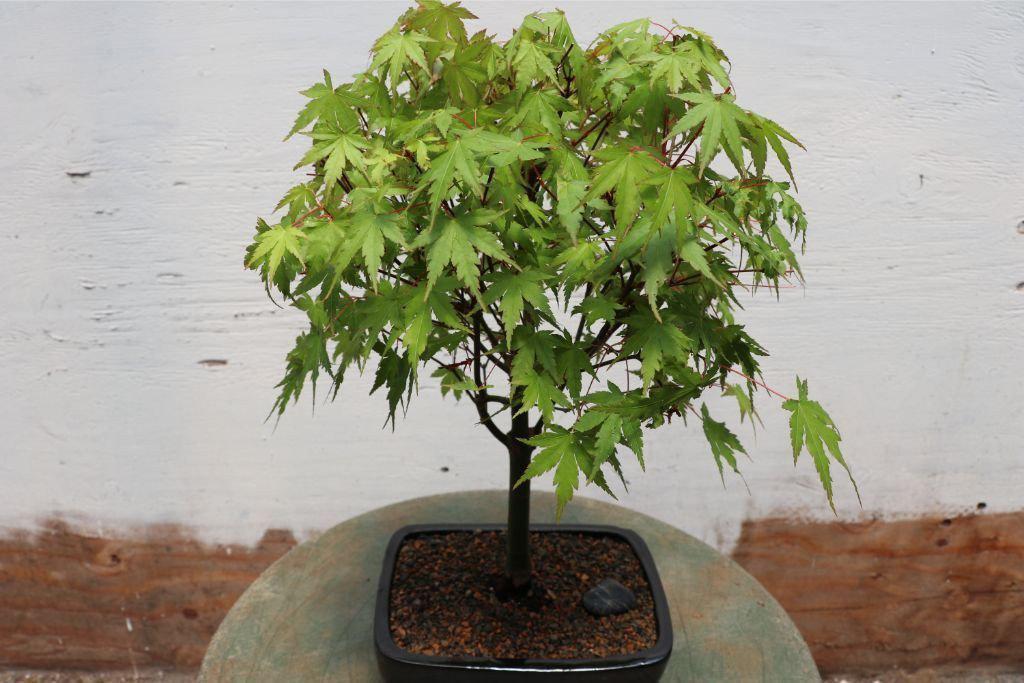 Green Japanese Maple Bonsai Tree