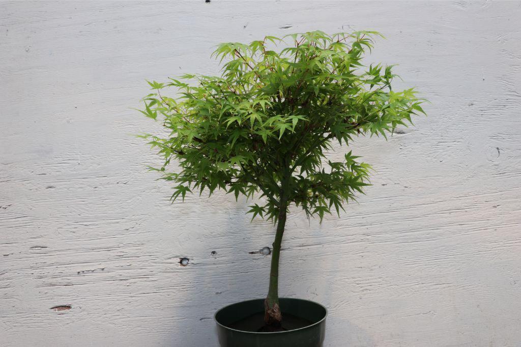 Green Japanese Maple Bonsai Tree (Small)