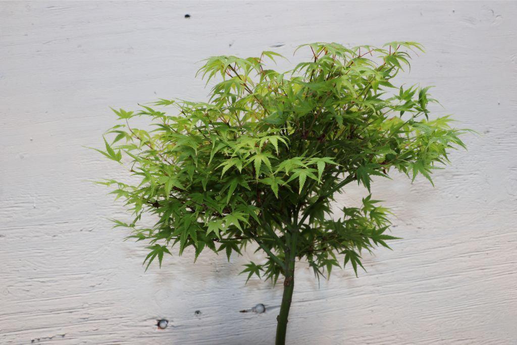 Green Japanese Maple Bonsai Tree (Small)