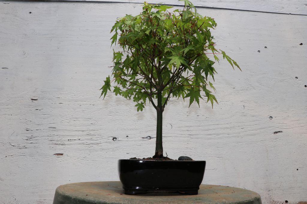 Green Japanese Maple Bonsai Tree (Small)