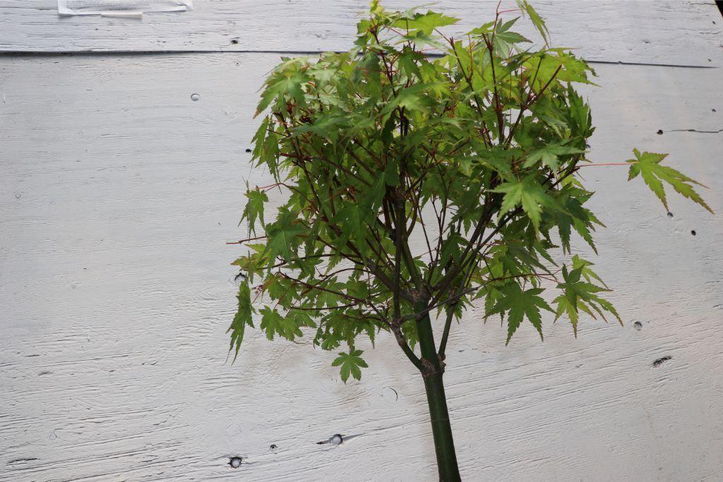 Green Japanese Maple Bonsai Tree (Small)