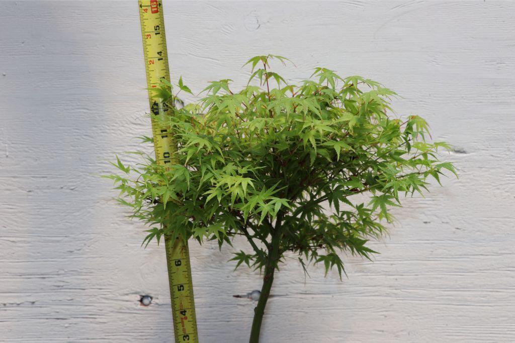 Green Japanese Maple Bonsai Tree (Small)