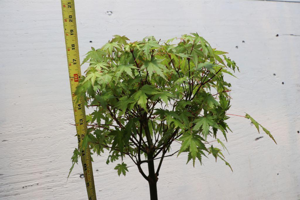 Green Japanese Maple Bonsai Tree (Small)