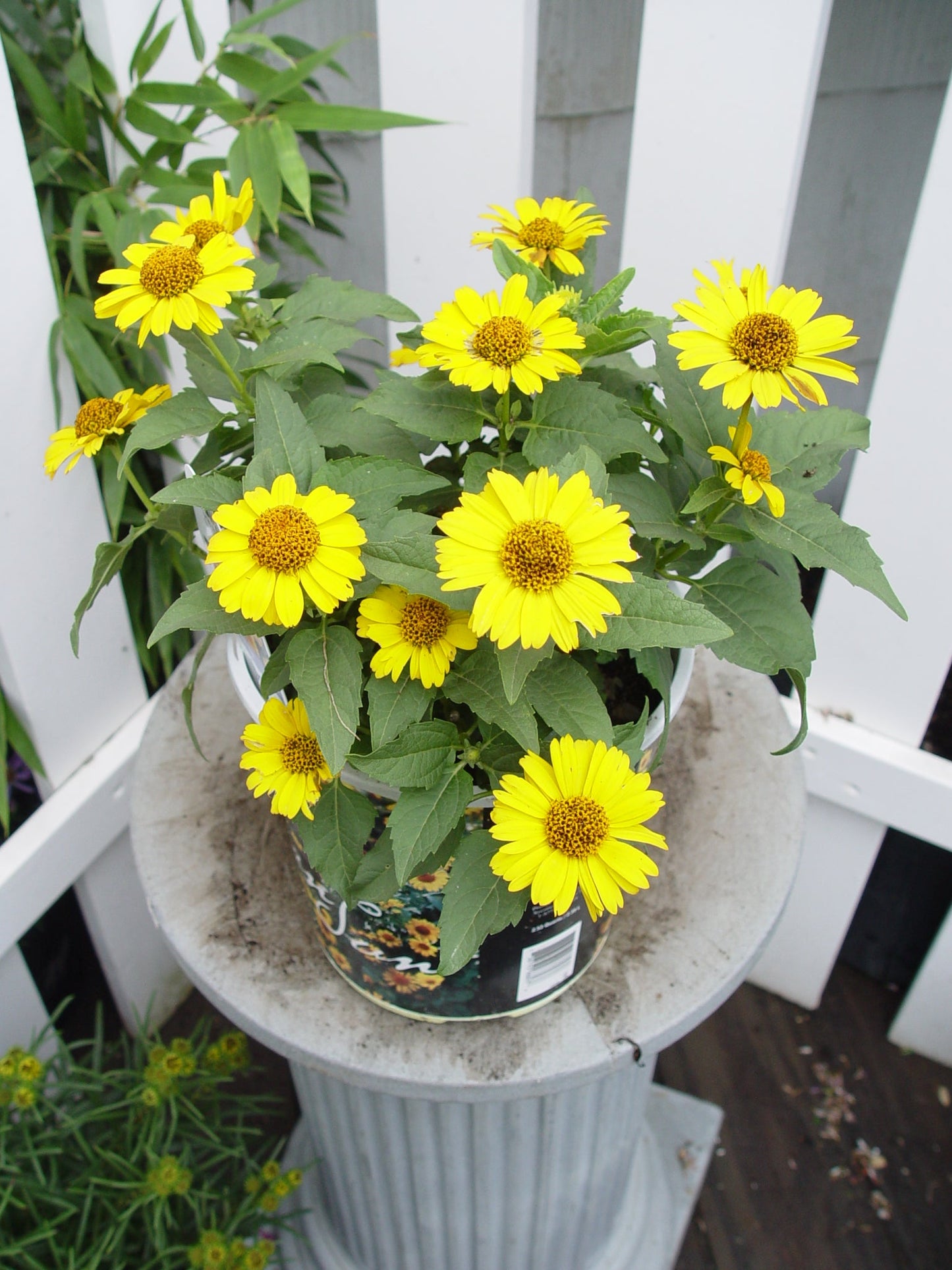 Tuscan Sun False Sunflower