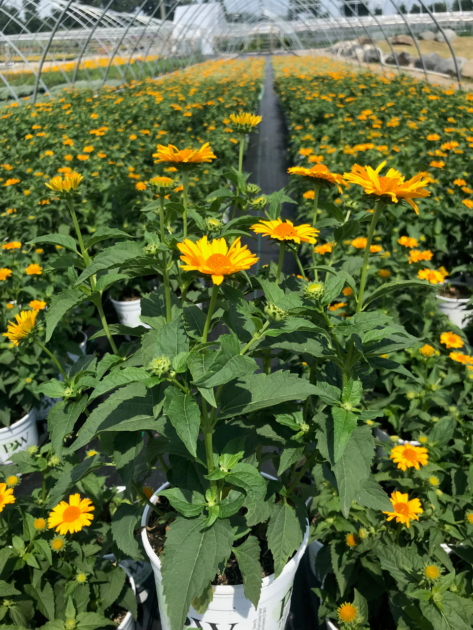 Tuscan Sun False Sunflower