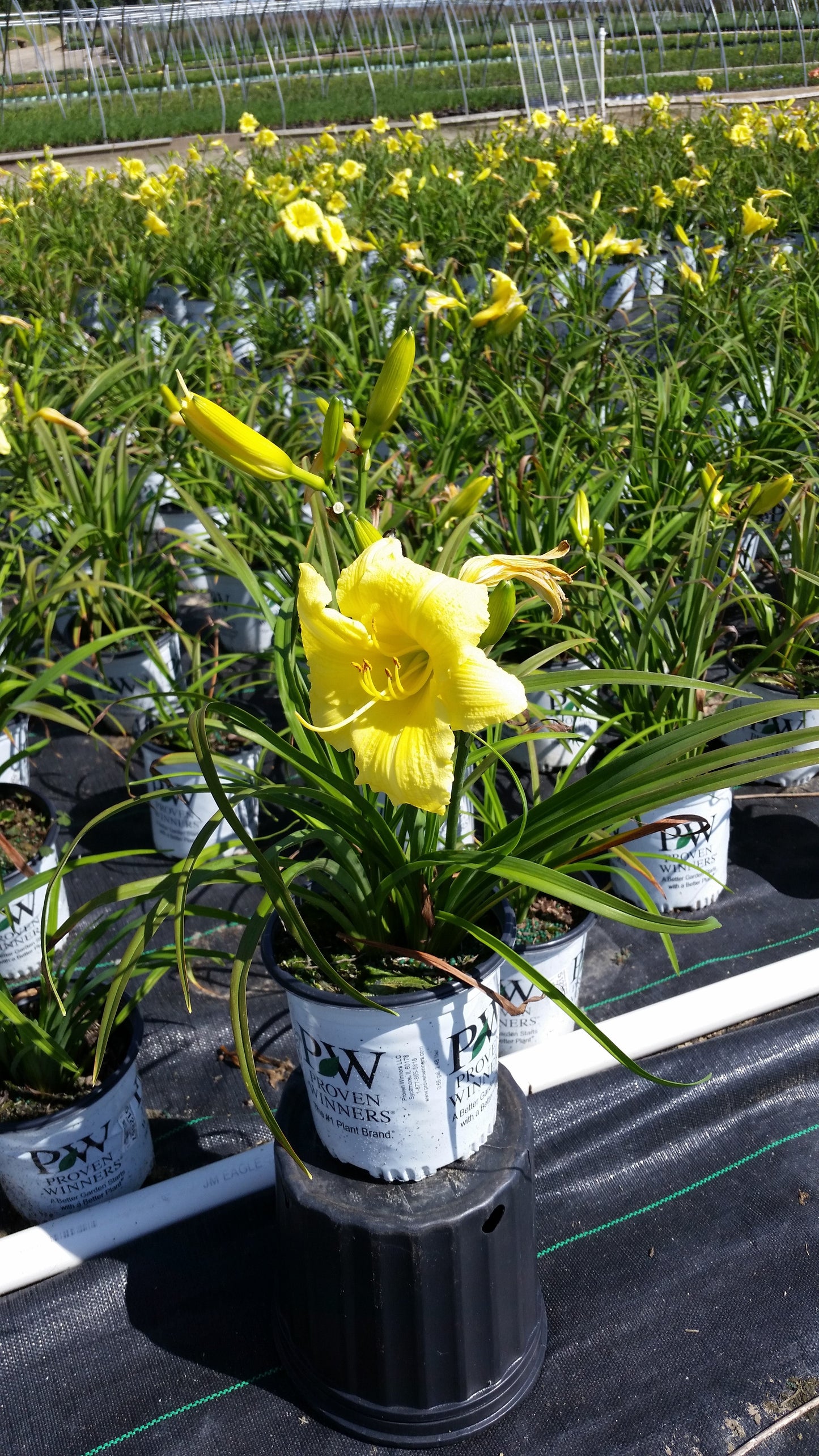 Going Bananas Daylily