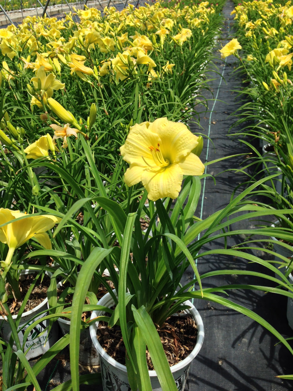 Going Bananas Daylily