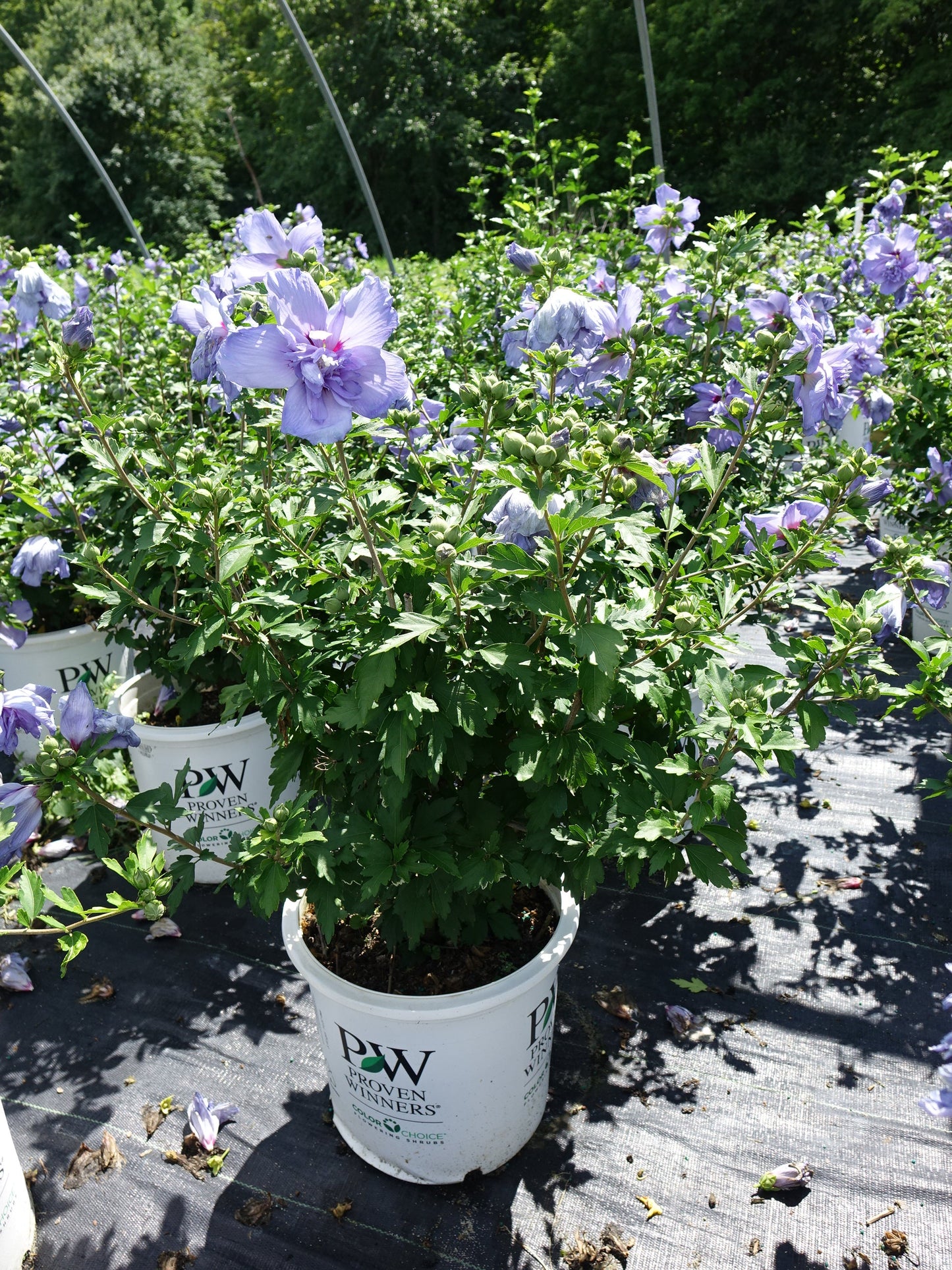 Blue Chiffon® Rose of Sharon