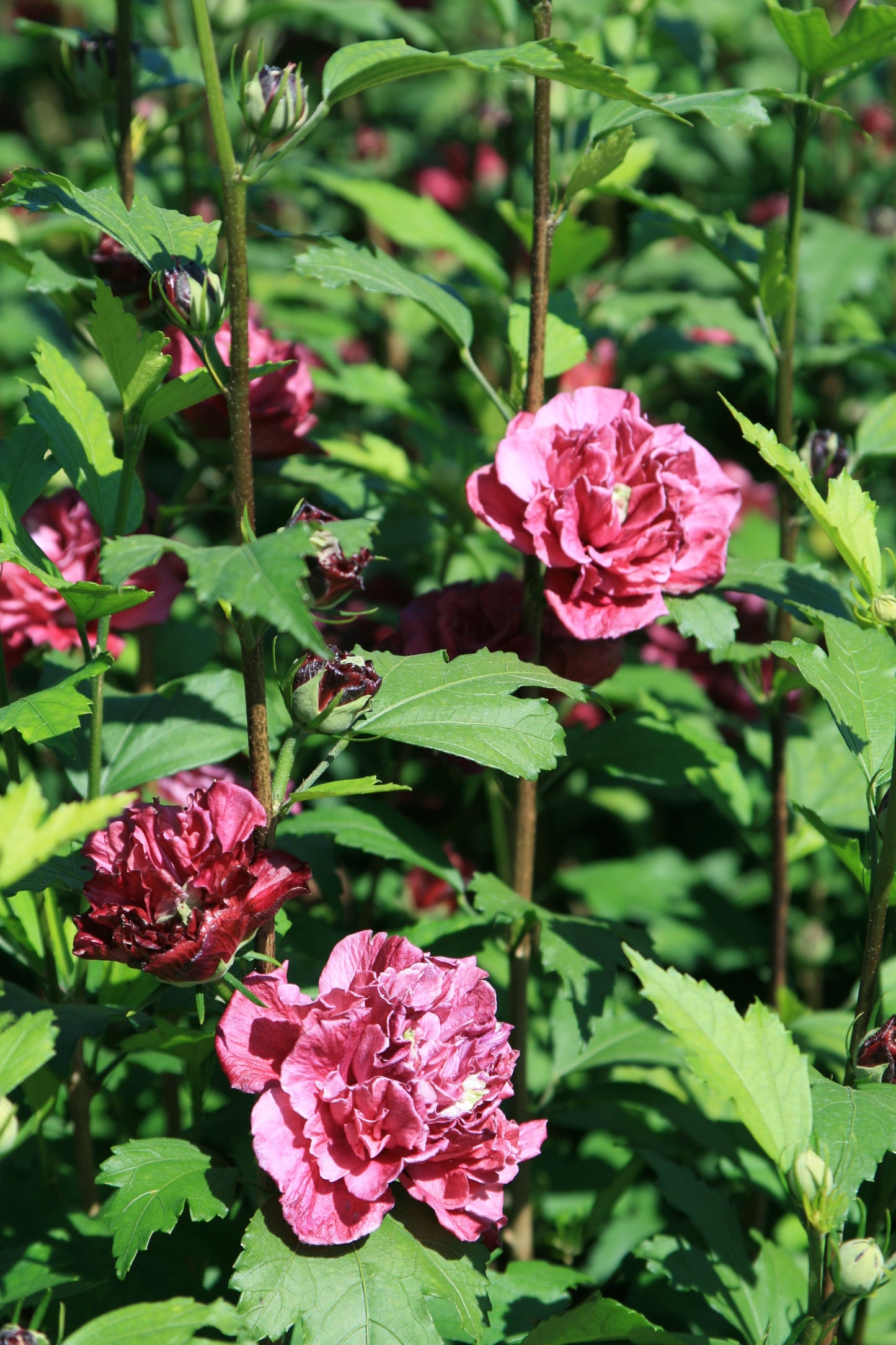 French Cabaret™ Red Hibiscus