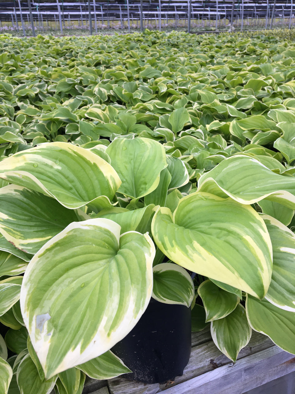 Fragrant Bouquet Hosta