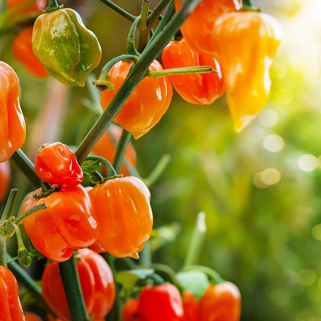 Habanero Pepper Seeds