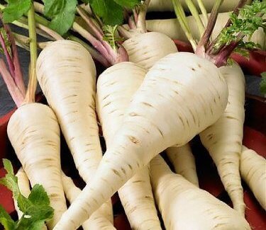 Harris Early Model Parsnip Seeds