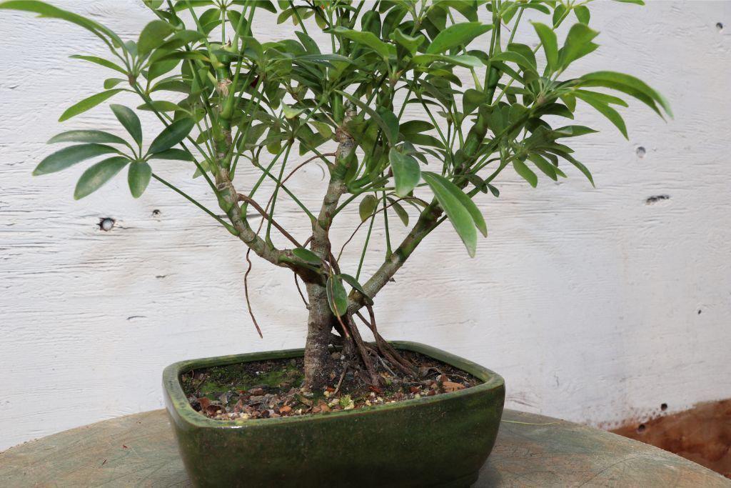 Hawaiian Umbrella Bonsai Tree